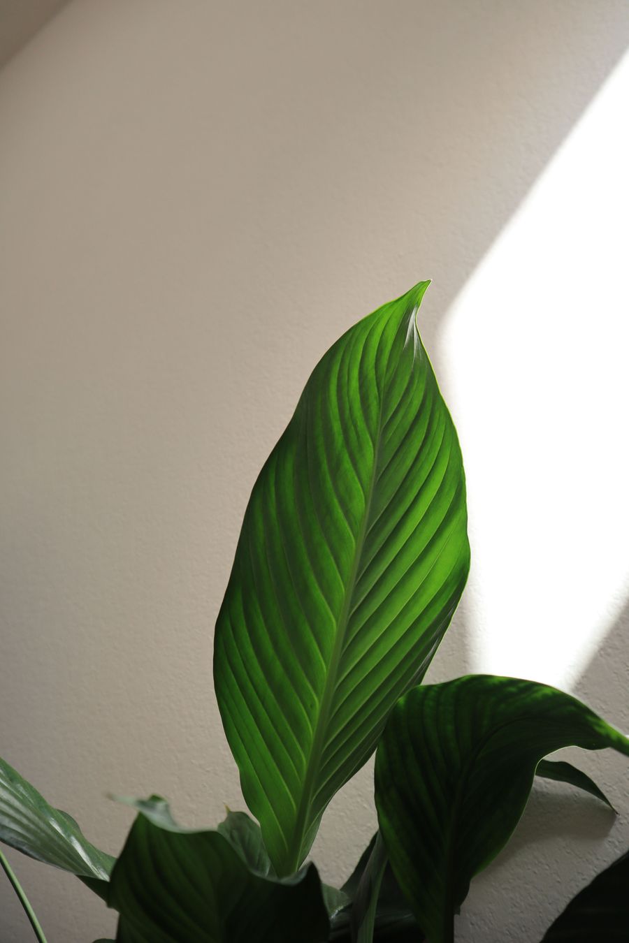Plante verte dans la lumière douce de l'institut
